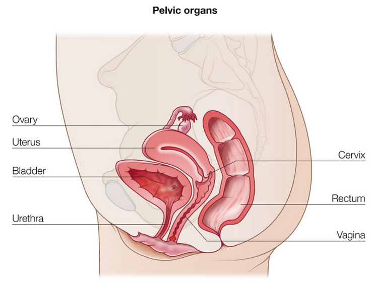Pelvic organs